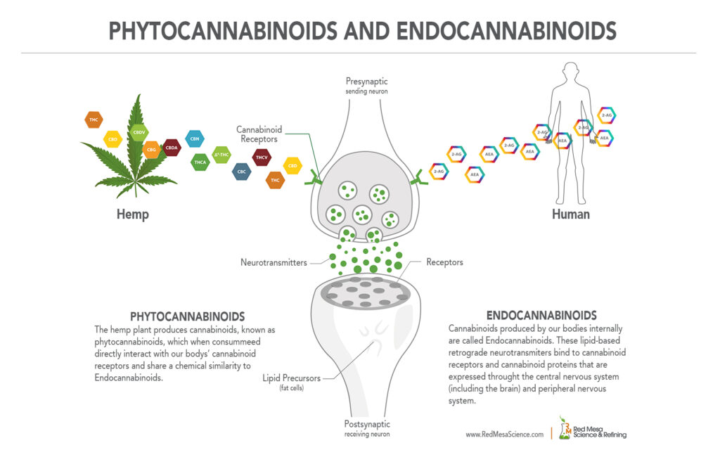 The endocannabinoid system is a complex system in the human body that benefits from both endocannabinoids produced naturally in the body and exocannabinoids produced by nature in the form of CBD, CBG, CBN and other hemp-derived cannabinoids