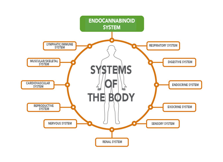 The endocannabinoid system is one of the human bodies most important systems and is responsible for regulating biological functions such as eating, anxiety, learning and memory, metabolism, reproduction, growth and development