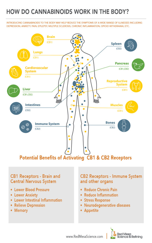 The human body's endocannabinoid system involves activation of CB1 and CB2 receptors which influences bodily functions such as pain, inflammation, appetite, blood pressure, anxiety, learning and memory, metabolism, reproduction, growth and development.