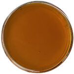 Compliant Full Spectrum Distillate, high in CBD potency and other cannabinoids with ≤ 0.3% THC is federally legal.