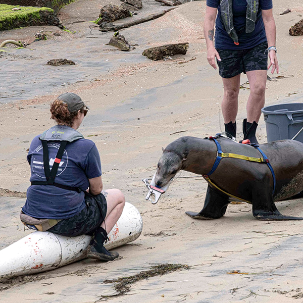 The Navy Marine Mammal Program personnel demonstrated mammals' extreme intelligence and capabilities to assist in the military, from helping to patrol our borders to retrieving equipment off the ocean floor. Pictured is a sea lion who demonstrated the retrieval of military equipment.