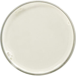 Water Soluble CBD 10% is our nanoemulsified CBD originating from our cGMP high-quality CBD Isolate for the purest, safest and highest quality CBD Water Soluble products. The image shows a petri dish full of CBD Water Soluble 10%, a fluid, white, milky, opaque color water-compatible CBD that is transparent when it dissolves in water upon contact.