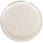 Water Soluble CBN 10% by Red Mesa Science & Refining, featuring nanoemulsion technology for improved stability, faster absorption, and versatile use in beverages, skincare, and supplements.