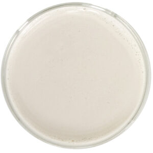 Water Soluble CBN 10% by Red Mesa Science & Refining, featuring nanoemulsion technology for improved stability, faster absorption, and versatile use in beverages, skincare, and supplements.