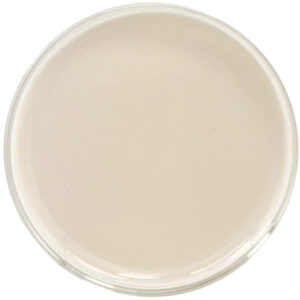 Petri dish of bulk Water Soluble CBN 20% by Red Mesa Science & Refining.